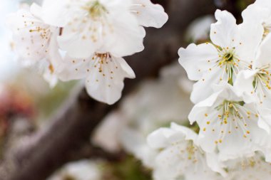 Beyaz kiraz ağacı çiçek