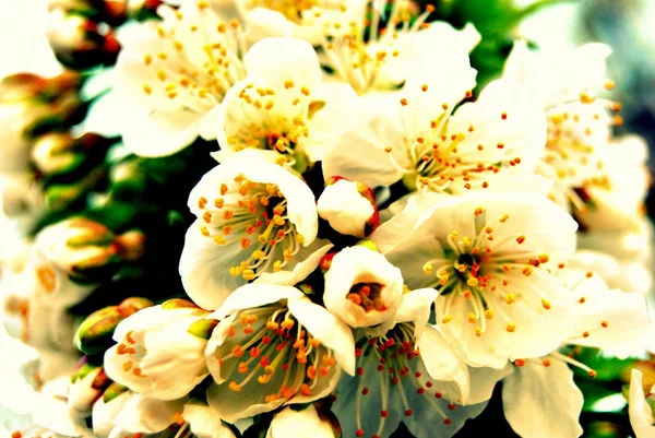 Apfelbaumblüten bei Sonnenuntergang. Weiße Blumen. — Stockfoto