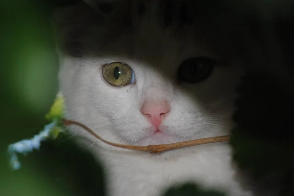 Gato branco, gatinho, escondido entre os ramos de uma árvore — Fotografia de Stock