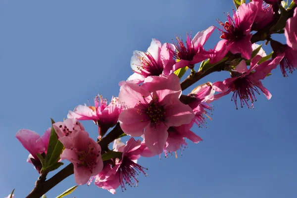 Ροζ άνθη ροδακινιάς — Φωτογραφία Αρχείου