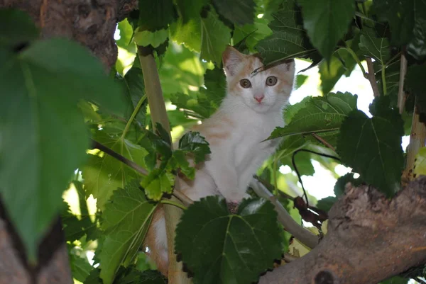 Gato blanco, gatito, escondido entre las ramas de un árbol —  Fotos de Stock