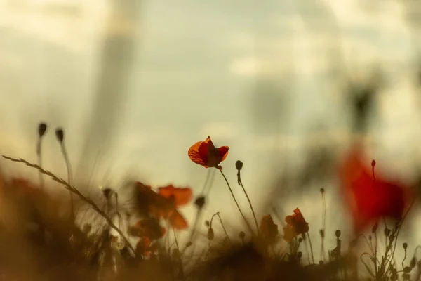 Flor de papoula vermelha em um campo de trigo ao pôr do sol. Primavera. Fala. — Fotografia de Stock