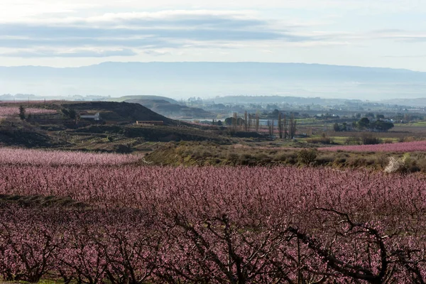 晴れた朝の桃の木々。アルピカト — ストック写真