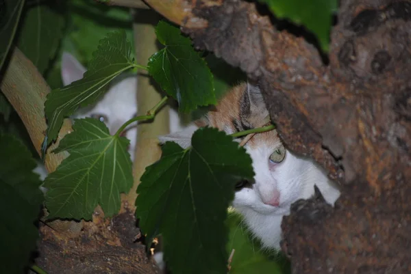 White cat, kitty, hided between the branches of a tree — Stock Photo, Image