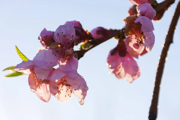 Ροδάκινο δέντρο ροζ και ντελικάτα λουλούδια. — Φωτογραφία Αρχείου
