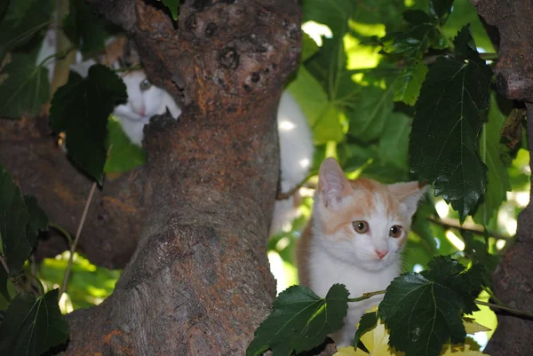 Белая кошка, котенок, спрятанный между ветвями дерева — стоковое фото