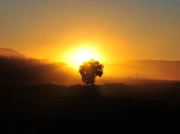 Niesamowite podświetlenie krajobraz o zachodzie słońca. Jedno drzewo. Sam. Spokojnej. — Zdjęcie stockowe