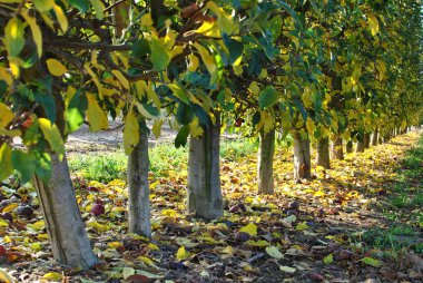 Gün doğumunda sıra sıra armut ağaçları. Sonbahar. Düşmüş sarı yapraklar.