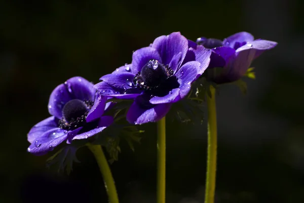 暗い背景の木紫色のアネモネ. — ストック写真