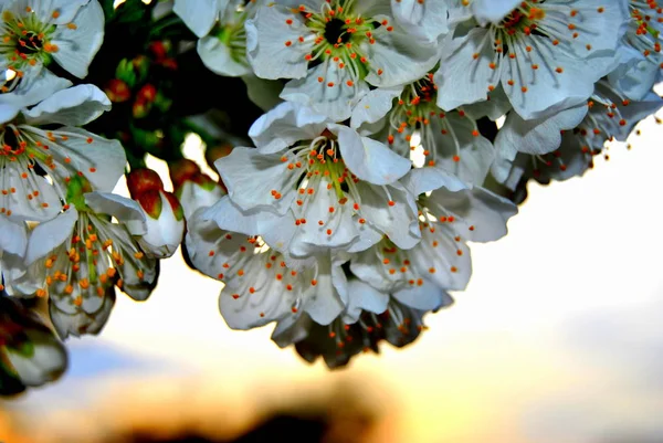 Apfelbaumblüten bei Sonnenuntergang. Weiße Blumen. — Stockfoto