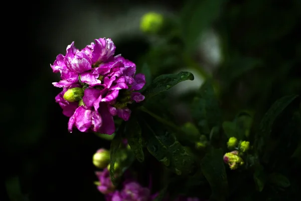 暗い背景に美しい柔らかい紫色の花. — ストック写真