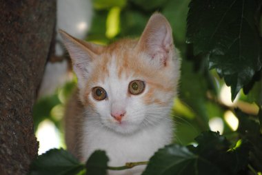 Beyaz kedi, kedicik, bir ağacın dalları arasında gizlenmiş