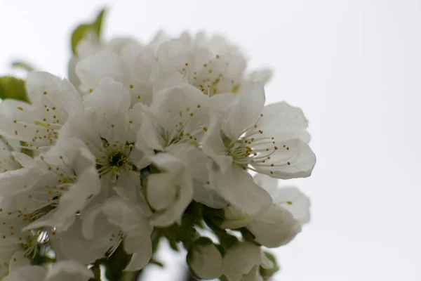 Flores brancas de cerejeira — Fotografia de Stock