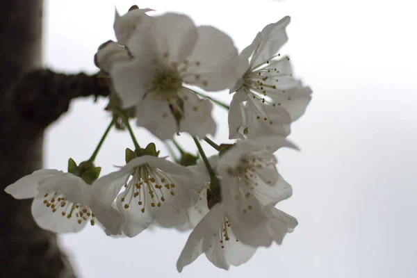 Beyaz kiraz ağacı çiçek — Stok fotoğraf