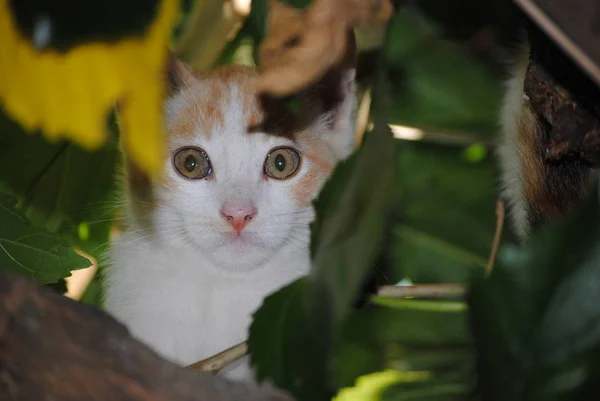 Білий кіт, кошеня, ховається між гілками дерева — стокове фото