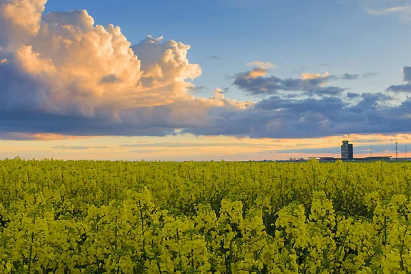 Campi di colza . — Foto Stock