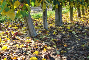 Gün doğumunda sıra sıra armut ağaçları. Sonbahar. Düşmüş sarı yapraklar.