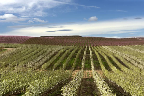 Pera flores blancas, Campo con una hilera de perales . — Foto de Stock