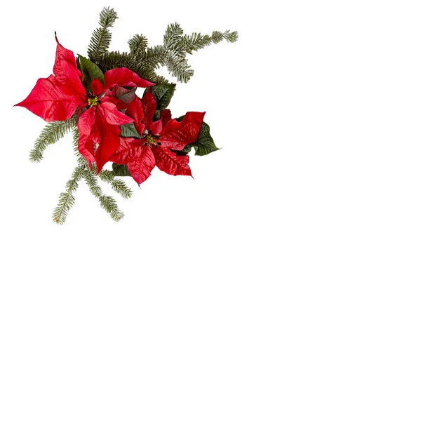 Flor roja de Poinsettia con abeto y nieve sobre fondo blanco. Saludos tarjeta de Navidad. Una postal. En Navidad. Rojo Blanco y verde . Fotos De Stock