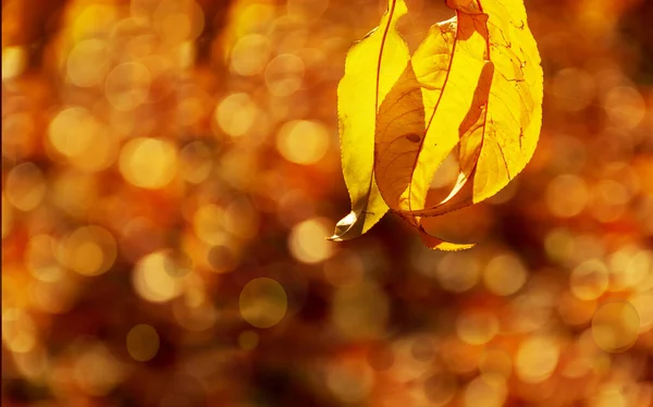Hojas de otoño, enfoque muy superficial. Hojas coloridas de otoño en una rama de árbol. Arte otoño naturaleza soleada fondo . Imagen De Stock