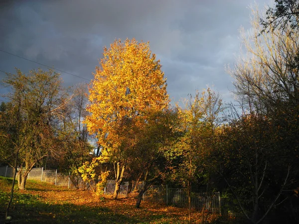 sunny landscape Golden autumn