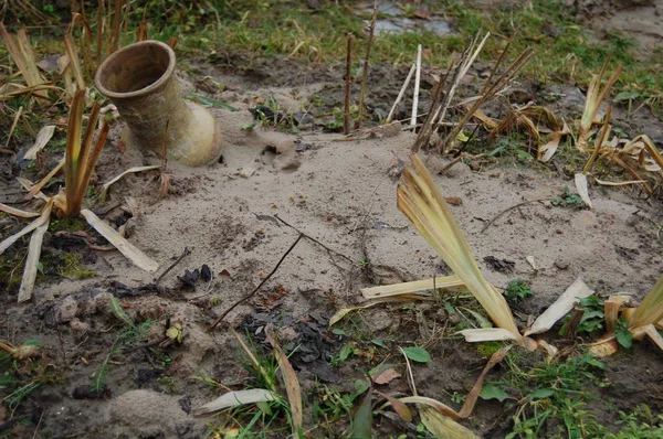 Bahar parkı, bahçe bitkileri
