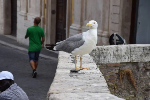 Kuş köprüde poz veriyor.