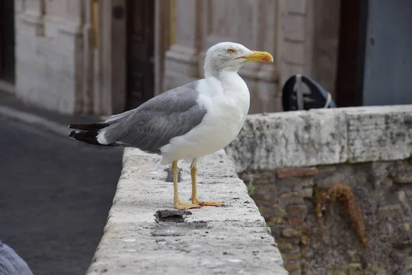 Kuş köprüde poz veriyor.