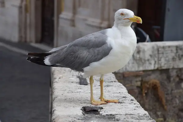 Kuş köprüde poz veriyor.