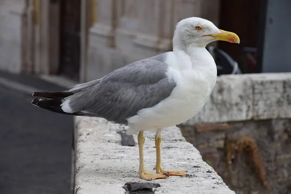 Kuş köprüde poz veriyor.