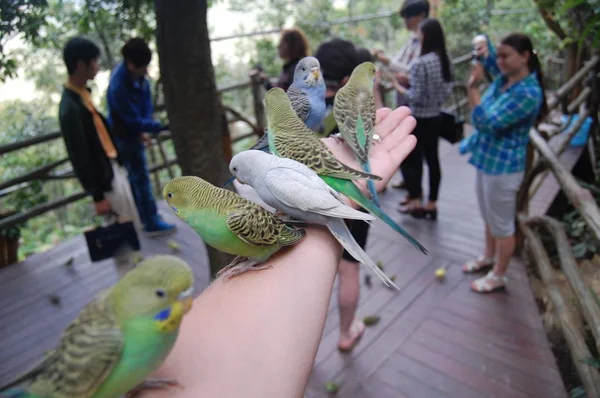 Mooi Verschillend Eiland Hainan China — Stockfoto