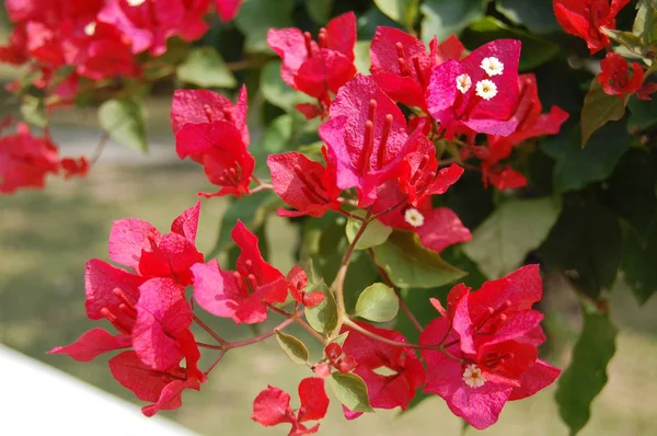 Güzel ve farklı ada Hainan Çin