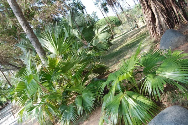 Güzel ve farklı ada Hainan Çin