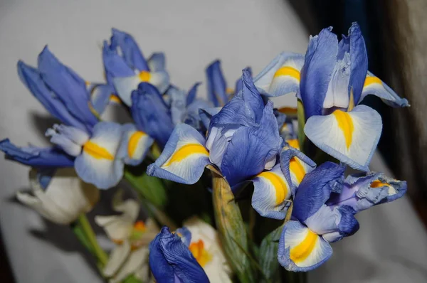 Bir buket güzel mor çiçek.