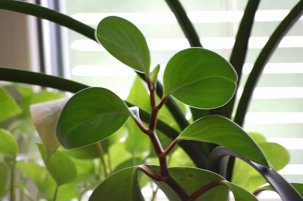 Pencerede saksı çiçekler