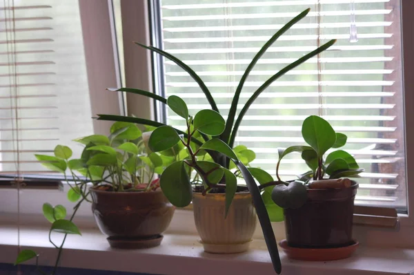 Pencerede saksı çiçekler