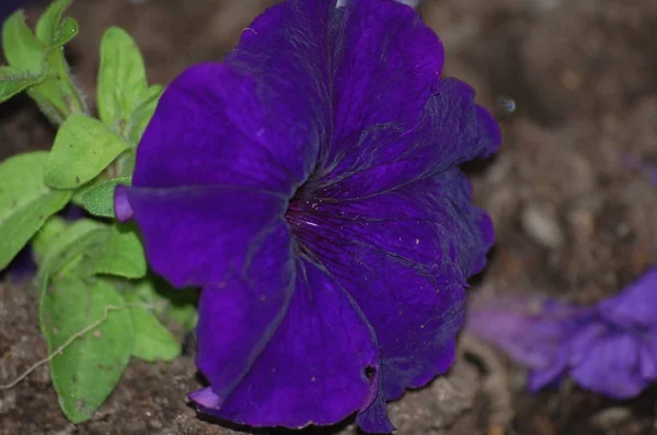 Pencerede saksı çiçekler