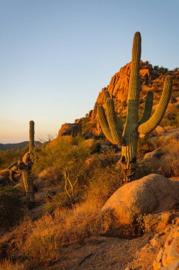 Saguaro Kaktüs dallarında sabahın erken saatlerinde güneş ışığı ile Pinnacle Peak bir arka plan karşı gösterilen.