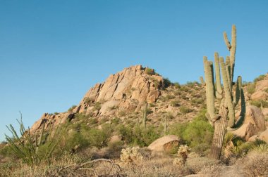 Saguaro kaktüs sabahın erken güneşi ile aydınlatılır.