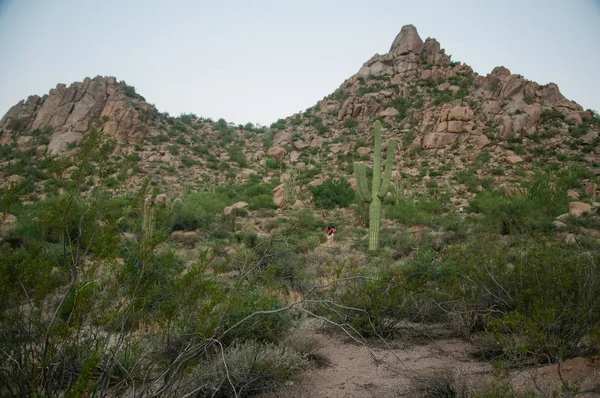 Kaktus am Hang des Gipfelgipfels in scottsdale, az. — Stockfoto