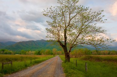 Büyük Dumanlı Dağlar Milli Parkı, Townsend, Tn de sabah ışığında Cades Cove bir kir şerit yanında Erken bahar ağacı.