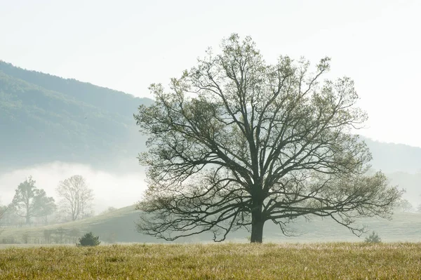 Cades Cove Tree Crece Campo Valle Medio Niebla Matutina Parque Imagen de stock