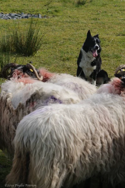 Sheep Dog watches over herd of sheep on farm. — Stock Photo, Image