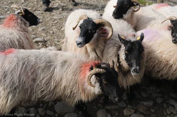 Schafe sammeln sich in Irland — Stockfoto