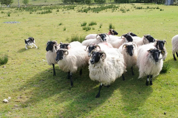 Sheep Dog relógios ovelhas na fazenda — Fotografia de Stock