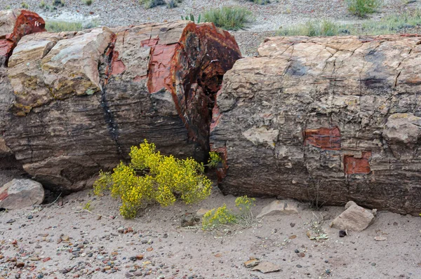 Förstenat trä i ett gammalt träd från nationalparken Petrified Forest — Stockfoto