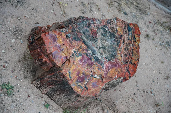 Piedra multicolor en madera petrificada Imagen de archivo