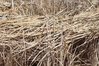 Geç kış aylarında göl kıyısında kuru sazlık ve cattails, Jefferson County Clement Park, Colorado.