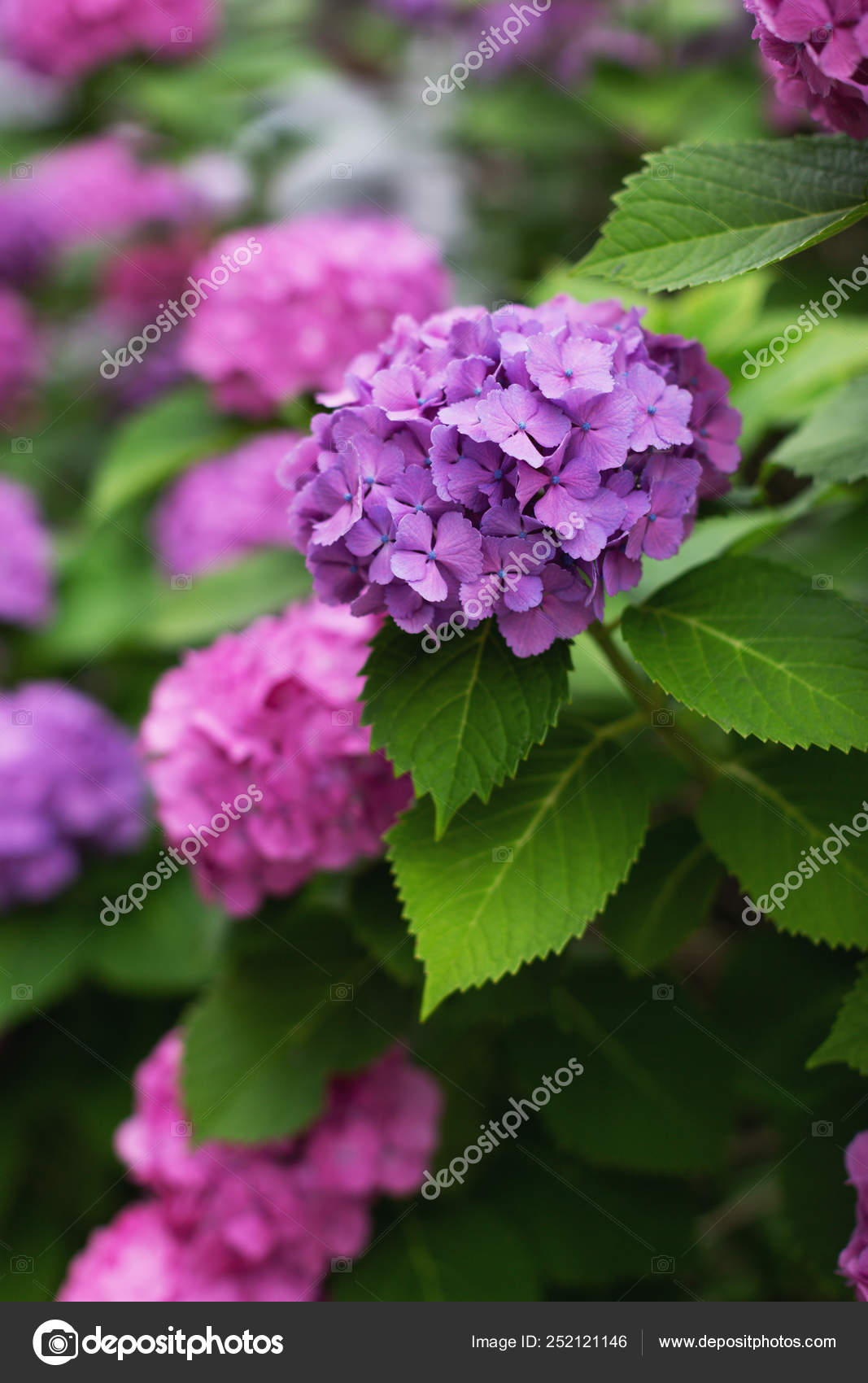 Liliac Japanese Hydrangeas Flowers Ajisai Stock Photo Image By C Yulisitsa Liliac Japanese Hydrangeas Flowers Ajisai Stock Photo Image By C Yulisitsa