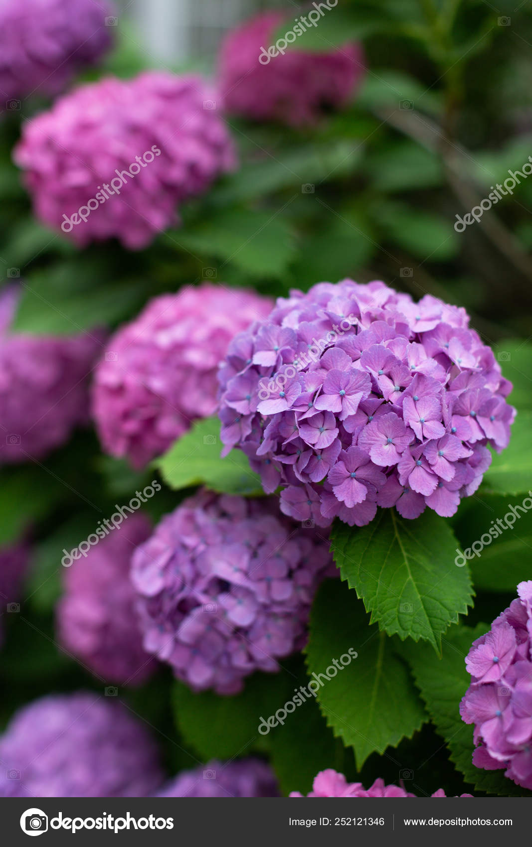 Liliac And Purple Japanese Hydrangeas Flowers Ajisai Stock Photo Image By C Yulisitsa Liliac And Purple Japanese Hydrangeas Flowers Ajisai Stock Photo Image By C Yulisitsa
